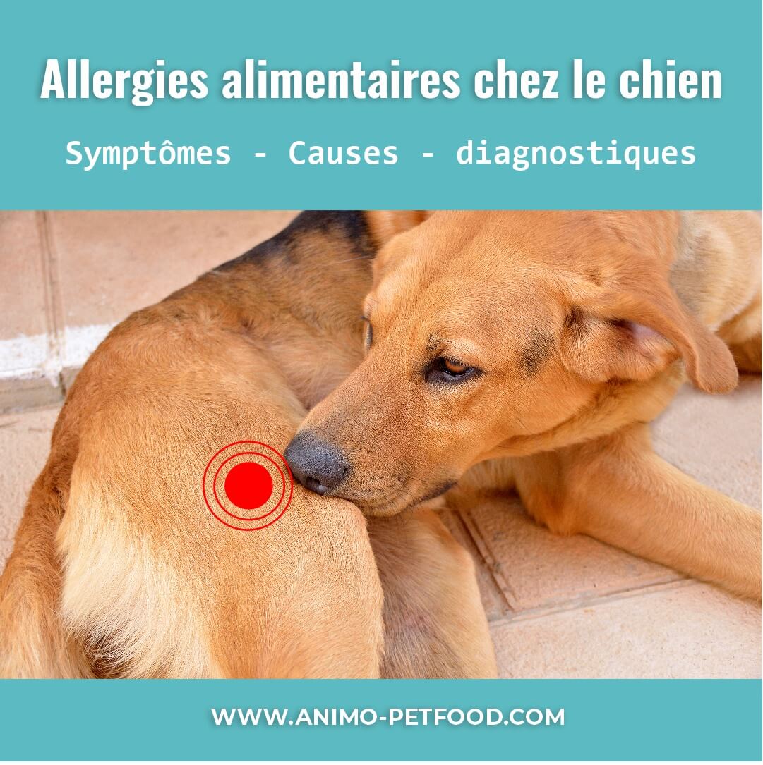 chat allergique au chien